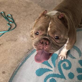 Pink Babe -  American Staffordshire Terrier and Pit Bull Terrier Dog for Adoption in Austin, Texas - Pink Babe | PetCurious