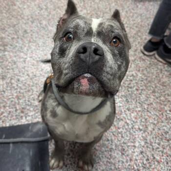 Garfunkle -  Mixed Breed and American Bulldog Dog for Adoption in Salt Lake City, Utah - Garfunkle | PetCurious