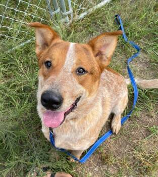 Rescue Australian Cattle Dog Blue Heeler Dogs for Adoption in Mandan, North Dakota - Banjo | PetCurious