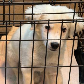 Kingston 22740 -  Great Pyrenees and Terrier Dog for Adoption in Cumming, Georgia - Kingston 22740 | PetCurious