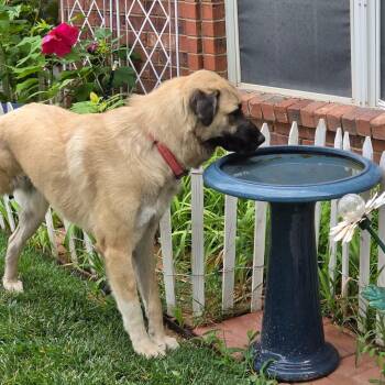 April -  Anatolian Shepherd and Caucasian Sheepdog Caucasian Ovtcharka Dog for Adoption in Amarillo, Texas - April | PetCurious