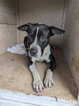 Rescue American Bulldog and Labrador Retriever Dogs for Adoption in Brunswick, Georgia - TIPPY | PetCurious