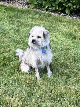Lhasa Apso Dogs Available for Adoption in Bothell, Washington - Manny | PetCurious