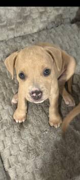 Devlin -  Pit Bull Terrier Dog for Adoption in Sanford, Florida - Devlin | PetCurious
