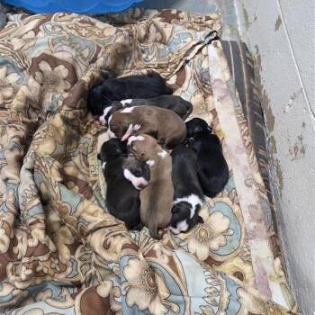 Mixed Breed Dogs Available for Adoption in Freeport, Florida - Starboard | PetCurious