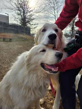 Mixed Breed Dogs Available for Adoption - Goose | PetCurious