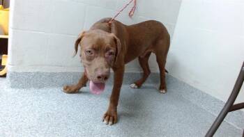 A186951 -  Labrador Retriever and Mixed Breed Dog for Adoption in Pasadena, Texas - A186951 | PetCurious