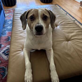 Beagle Dogs Available for Adoption in Fairfax, Virginia - Bandit A | PetCurious
