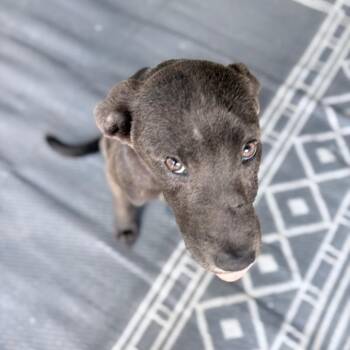 Mobi -  Mixed Breed Dog for Adoption in Brownsboro, Alabama - Mobi | PetCurious