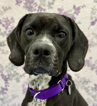 Rescue Boxer and Bluetick Coonhound Dogs for Adoption in Springfield, Vermont - Maisie | PetCurious