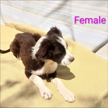 Spaniel and Brittany Spaniel Dogs Available for Adoption in Thompson Falls, Montana - Minette | PetCurious