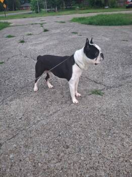 Jordan -  Boston Terrier and French Bulldog Dog for Adoption in Jackson, Tennessee - Jordan | PetCurious