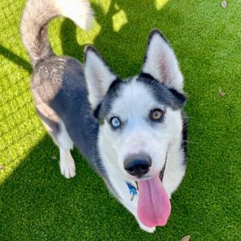 Rescue Siberian Husky Dogs for Adoption in Mount Vernon, Indiana - Akira | PetCurious