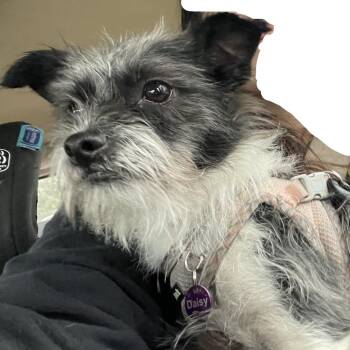 Cairn Terrier and Maltese Dogs Available for Adoption - Daisy Doodle | PetCurious