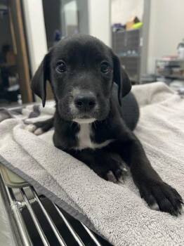 Labrador Retriever Dogs Available for Adoption in Baytown, Texas - SPARKY | PetCurious