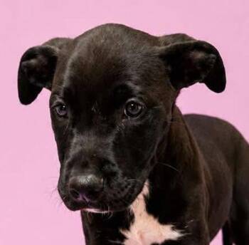 Baby Venus Puppy -  Border Collie and Black Labrador Retriever Dog for Adoption in Cuyahoga Falls, Ohio - Baby Venus Puppy | PetCurious