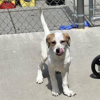 Pit Bull Terrier Dogs Available for Adoption in Chattanooga, Tennessee - Frenchie | PetCurious