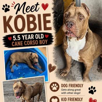 Kobie -  Cane Corso Dog for Adoption in Anahuac, Texas - Kobie | PetCurious