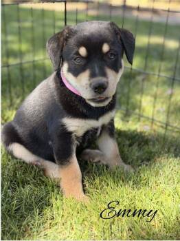 Emmy -  Doberman Pinscher Dog for Adoption in Pleasant Hill, California - Emmy | PetCurious