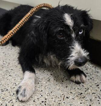 Border Collie and Wirehaired Terrier Dogs Available for Adoption in Saint Clairsville, Ohio - Alpha | PetCurious