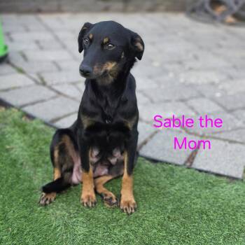 Australian Shepherd and Mixed Breed Dogs Available for Adoption in Blairstown, New Jersey - Sable | PetCurious