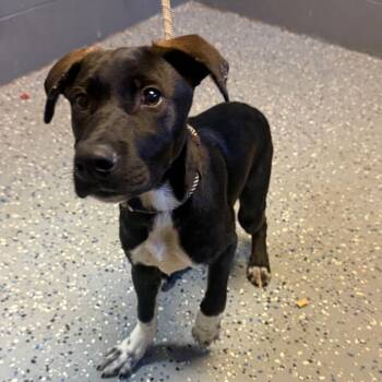 TUSC-Stray-85116 -  Mountain Cur and Hound Dog for Adoption in Tuscaloosa, Alabama - TUSC-Stray-85116 | PetCurious