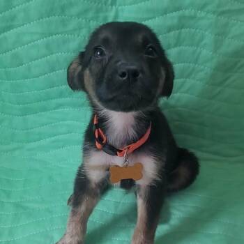 SWEETPEA -  Belgian Shepherd Malinois and German Shepherd Dog Dog for Adoption in San Angelo, Texas - SWEETPEA | PetCurious