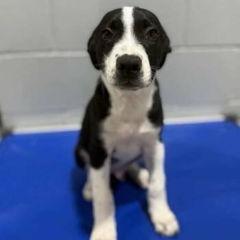 Rescue Labrador Retriever Dogs for Adoption in Amory, Mississippi - Archer | PetCurious