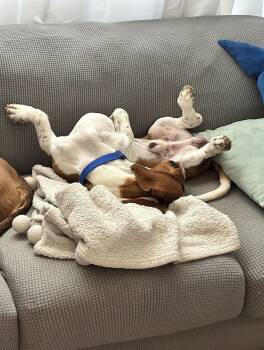 Basset Hound Dogs Available for Adoption - Buster | PetCurious