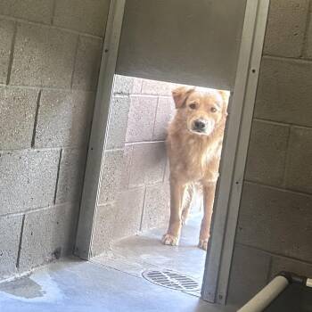 Golden Retriever Dogs Available for Adoption in Yuma, Arizona - Bacon | PetCurious