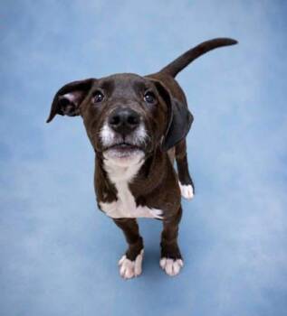 Dean -  Mixed Breed Dog for Adoption in West Chester, Pennsylvania - Dean | PetCurious