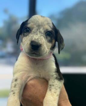 Jack -  Mixed Breed Dog for Adoption in Eutawville, South Carolina - Jack | PetCurious