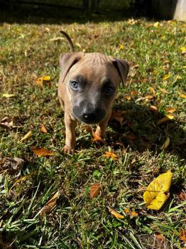Rescue Rhodesian Ridgeback Dogs for Adoption in Tonawanda, New York - Capone | PetCurious