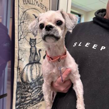 Burt -  Lhasa Apso and Mixed Breed Dog for Adoption in Englewood, Florida - Burt | PetCurious