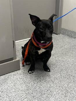 Dachshund and Pit Bull Terrier Dogs Available for Adoption - JUDYHOPS | PetCurious