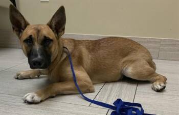 ACAI -  Belgian Shepherd Malinois and German Shepherd Dog Dog for Adoption in Corpus Christi, Texas - ACAI | PetCurious
