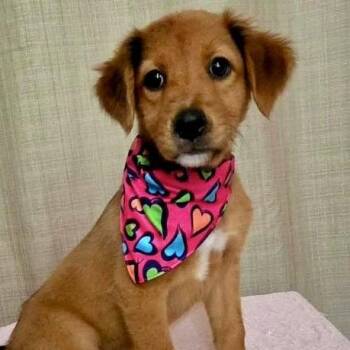 Luna -  Golden Retriever Dog for Adoption in Jefferson, New Jersey - Luna | PetCurious
