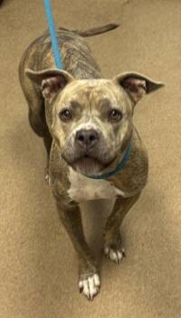 Kendra Rumbledore -  Mixed Breed Dog for Adoption in Chamblee, Georgia - Kendra Rumbledore | PetCurious