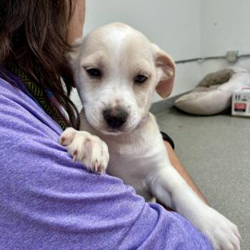 Paolo -  Pit Bull Terrier and Shih Tzu Dog for Adoption in Hawthorne, California - Paolo | PetCurious
