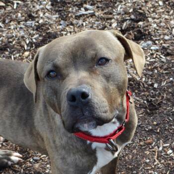 Toby -  Mixed Breed Dog for Adoption in Newark, New Jersey - Toby | PetCurious