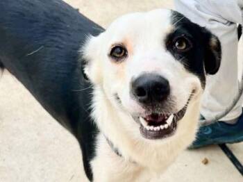 Millie -  Mixed Breed Dog for Adoption in Georgetown, Texas - Millie | PetCurious