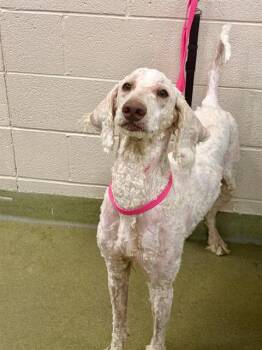 JACKIE -  Poodle Dog for Adoption in Moreno Valley, California - JACKIE | PetCurious