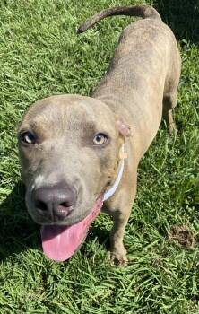 Rescue Pit Bull Terrier Dogs for Adoption in Eagle, Idaho - Gorilla | PetCurious