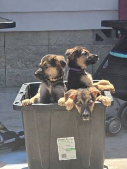 Sparrow -  German Shepherd Dog Dog for Adoption in Vancouver, Washington - Sparrow | PetCurious
