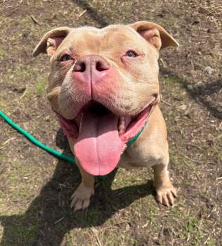 Pit Bull Terrier Dogs Available for Adoption in Chicago, Illinois - Butternut | PetCurious