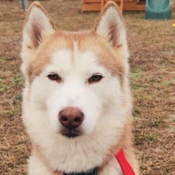 Siberian Husky Dogs Available for Adoption in Fernandina Beach, Florida - HAVEN | PetCurious