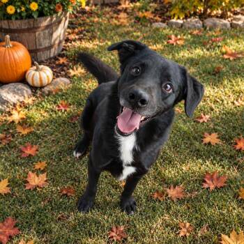 Loki -  Border Collie and Australian Shepherd Dog for Adoption in Susanville, California - Loki | PetCurious