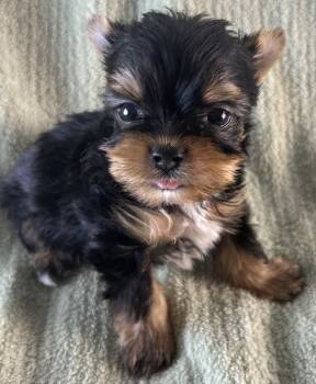 Yorkshire Terrier Dogs Available for Sale in Owasso, Oklahoma - Jax | PetCurious