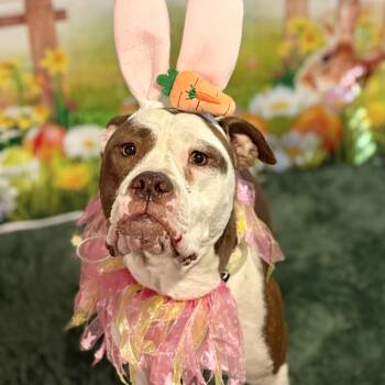 Tea -  American Bulldog Dog for Adoption in Krum, Texas - Tea | PetCurious
