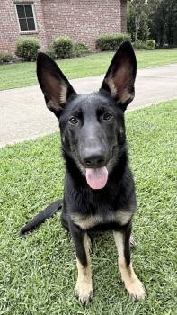 Hillie -  German Shepherd Dog Dog for Adoption in Baker, Louisiana - Hillie | PetCurious